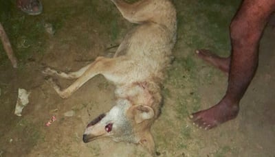 Wolf Pack Terror Ends In UP’s Bahraich, Villagers Kill 6th And Final Predator