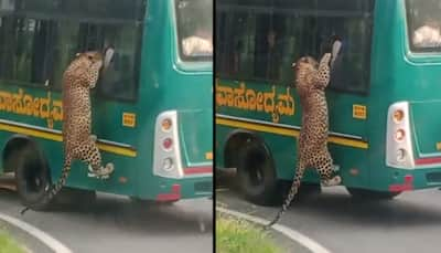 Leopard Tries To Hop Onto Safari Bus At Bengaluru's Bannerghatta National Park, Video Goes Viral