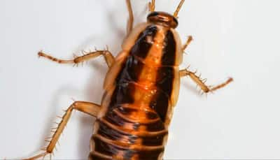 3 Cm-Long Live Cockroach Removed From Delhi Youth’s Intestine