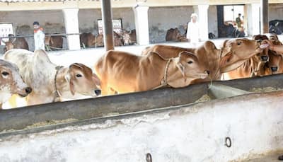 UP Minister's Bizarre Claim: ‘Cleaning, Lying In Cowshed Can Cure Cancer’