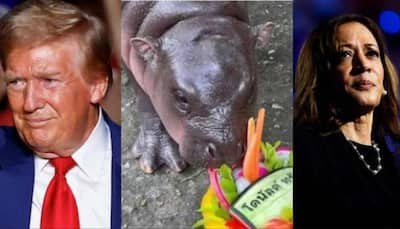 US Elections: With Trump Leading Poll Race, Baby Hippo Moo Deng Returns To Limelight, Here’s Why