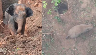 Baby Elephant Rescued From Well, Joyfully Reunited With Mother, Melting Hearts Online: Watch