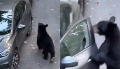 'This Bear Wanted A Ride Back Home': Viral Video Shows Wild Bear Opening Car Door, Hopping Into It - Watch