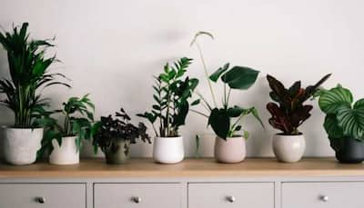 7 Great Indoor Plants for Cleaner Air