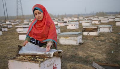 Meet Sania Zehra: Bee Queen Of Kashmir Who's Breaking Stereotypes