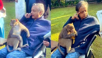 Monkey Jumps Into Shashi Tharoor's Lap; Check What Happened Next