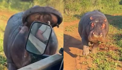 Safari Adventure Turns Terrifying: Angry Hippo Charges And Bites Tourist Vehicle In South Africa