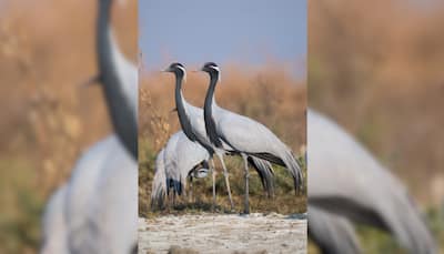 Bird Flu Confirmed In Rajasthan's Phalodi District After Death Of Demoiselle Crane