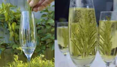 You Can Drink Your Christmas Tree! Try Viral Rosemary Christmas Tree Drink This Season