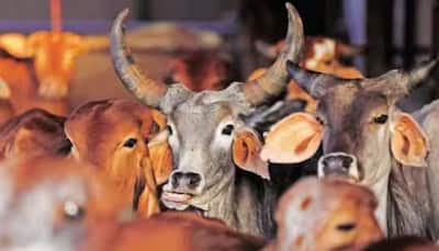 UP: Over 100 Booked for Alleged Attack On Hindu Activists Protesting Cow Shelter Neglect