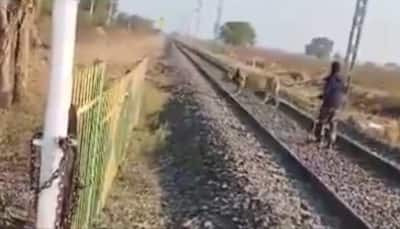 'Darr Ke Aage Jeet Hai': Alert Forest Department Guard Chases Lion Away From Rail Track In Viral Video