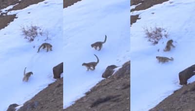 IAS Officer Shares Stunning Video Of Snow Leopards’ ‘Fleeting Dance Of Wild Joy’ In Ladakh, Watch