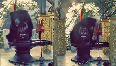 Viral Video: Wild Bear Hugs Shivling At Chhattisgarh's Chandi Mata Mandir, Heartwarming Scene Stuns The Internet; Watch