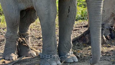 Vantara To Offer Chain-free Haven For 20 Elephants Rescued From Exploitative Logging Industry