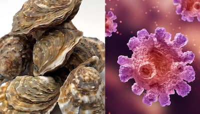 Expert Discovery: Oyster Blood Protein Could Revolutionize Fight Against Antibiotic-Resistant Superbugs