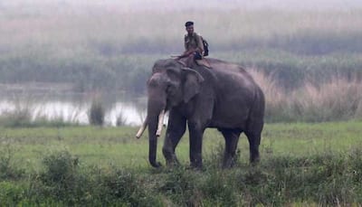 'Fake News': Assam Rubbishes Reports Of Relocation Of Elephants To Other States