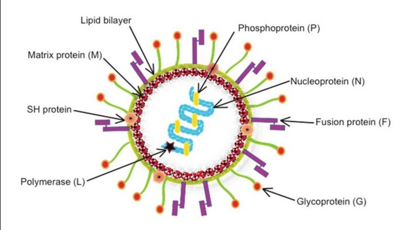 human metapneumovirus hmpv virus cases in india