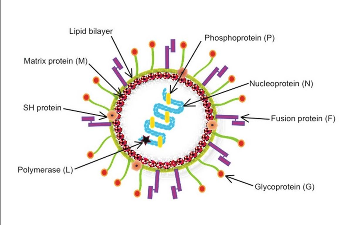 human metapneumovirus hmpv virus cases in india