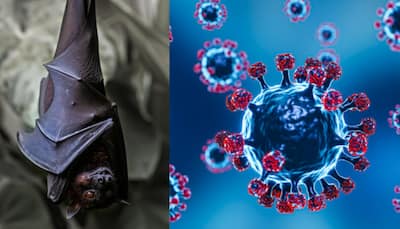 New Covid Variant To Hit Again? Bat Coronavirus Mutation Discovered In China; Raises Alarm About Another Pandemic