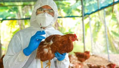 Suspected Bird Flu Outbreak In Telangana: 2,500 Chickens Dead, Authorities On High Alert