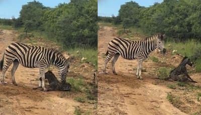 Safari Tourist Captures Rare Moment Of Zebra Giving Birth, WATCH Viral Video