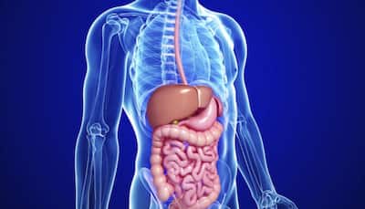 From Covid To Probiotics, Researchers Reveal Changes In Gut Microbiota
