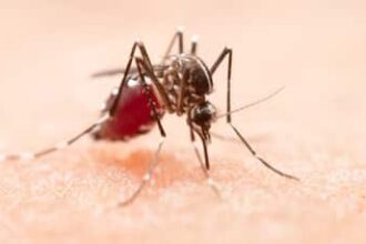 Malaria Parasite Linked To Childhood Cancer: New Study Reveals How