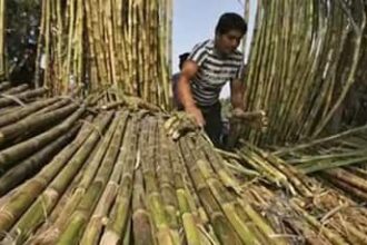 Centre Hikes Fair Price For Sugarcane To Rs 355 Quintal, 5 Crore Farmers To Gain