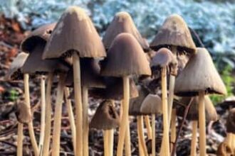 This Psychedelic Mushroom Compound May Improve Mood And Motor Function In Parkinson’s Patients, Study Finds