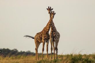 Why do giraffes engage in this direct sampling method rather than simply smelling urine on the ground?