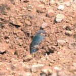 Spy Calls, Border Blasts and Midnight Arrests – Jaisalmer On The Edge