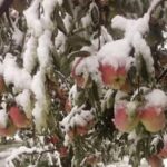 Amid Boycott Of Turkish Goods, A Boost For Kashmir's Apple Economy On Cards