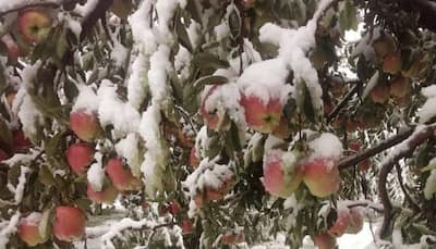 Amid Boycott Of Turkish Goods, A Boost For Kashmir's Apple Economy On Cards