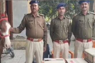 Whinnying Whiskey Couriers: 2 Horses Crossed UP-Bihar Border With Booze Worth Lakhs; Cops Left Dazed By This Genius Smuggling Hack