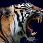 animals