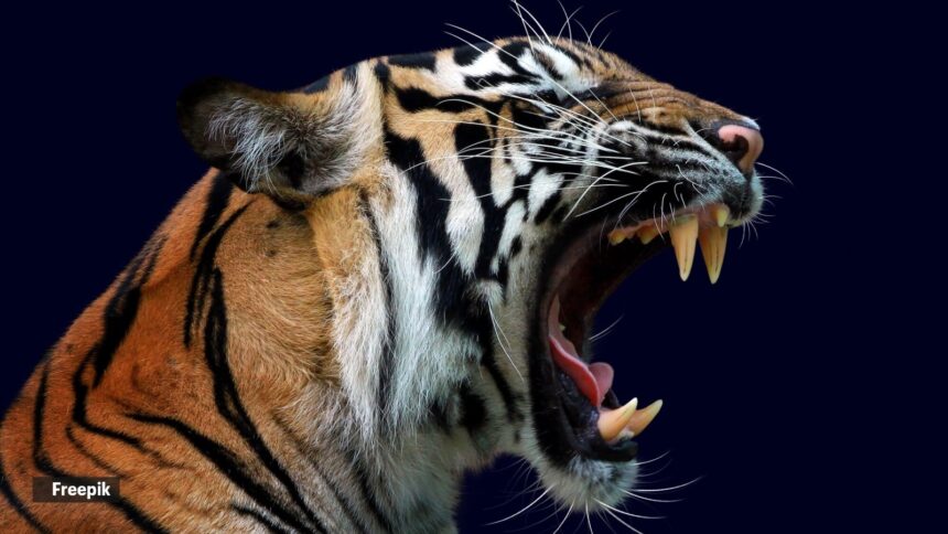 animals