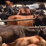 cattle smugglers