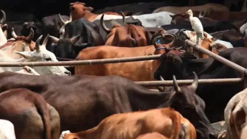 cattle smugglers
