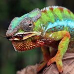 chameleons change colour for thermoregulation