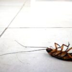 cockroach