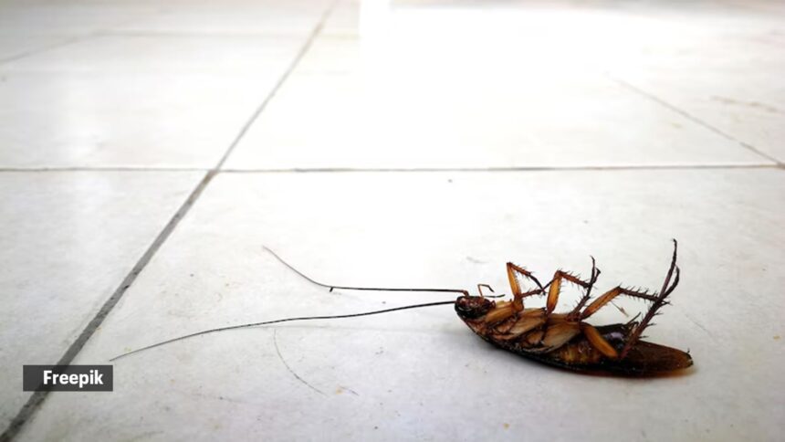 cockroach