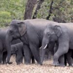Odisha forest guard killed, Dhenkanal poaching incident, Hindol forest poaching,