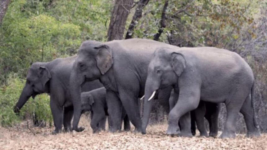 Odisha forest guard killed, Dhenkanal poaching incident, Hindol forest poaching,