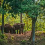 Madhya Pradesh elephant attacks, human-wildlife conflict, Shahdol district elephant attack, Sanjay Gandhi Tiger Reserve, forest fatalities, wildlife management plan, elephant conservation, Indian express