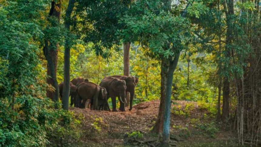 Madhya Pradesh elephant attacks, human-wildlife conflict, Shahdol district elephant attack, Sanjay Gandhi Tiger Reserve, forest fatalities, wildlife management plan, elephant conservation, Indian express