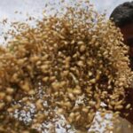Madhya Pradesh, Madhya Pradesh PM Kisan beneficiaries, PM Kisan beneficiaries, Madhya Pradesh government, duplicate PM Kisan beneficiaries, Indian express news, current affairs