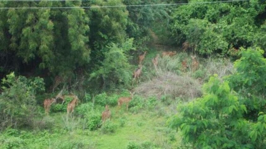 forest