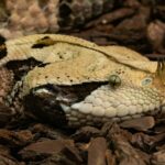 Discover the mysterious Gaboon viper — the world's most camouflaged snake with record-breaking fangs, deadly venom, and a surprisingly calm personality