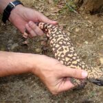 Explore the rare world of venomous lizards