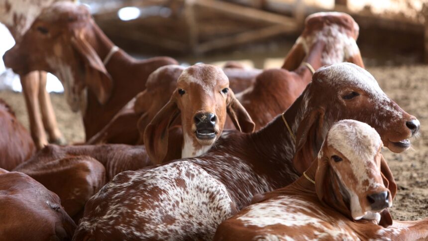 At a Haryana farmstead, cows, cars and a plea for conserving indigenous breeds